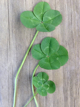 3 four leafed clovers on a wooden background for good luck