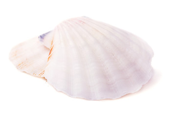 Sea shells isolated on white background