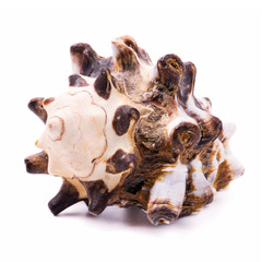 Sea shell isolated on white background