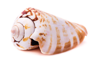 Sea shell in the shape of a cone, isolated on white background