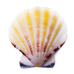 Seashell isolated on white background, top view