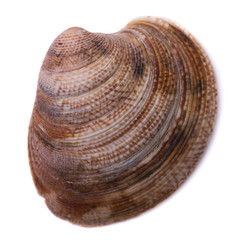 Seashell isolated on white background, top view
