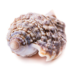 Seashell isolated on white background