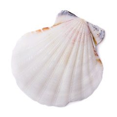 Bivalve seashell isolated on white background. Top view