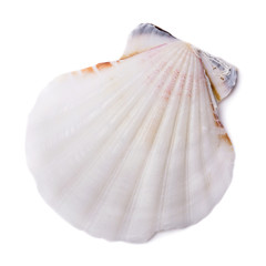 Bivalve seashell isolated on white background. Top view
