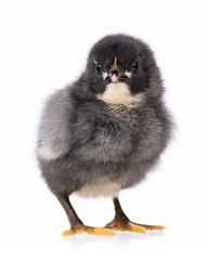 Cute little black chicken isolated on white background