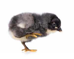 Cute little black chicken isolated on white background
