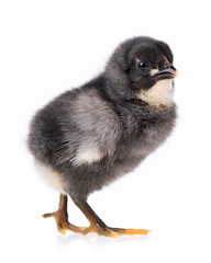 Cute little black chicken isolated on white background