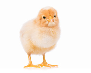 Obraz premium Cute little chicken isolated on white background