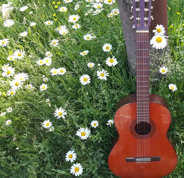 Gitaar in de natuur