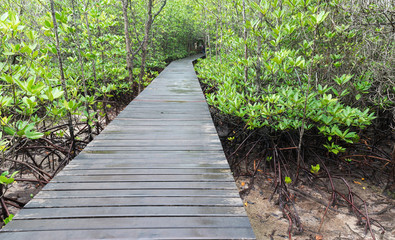 Obraz premium Nature trail in Mangrove forest.