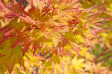 background of maple leaves