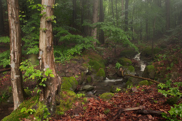 Forest Brook Trout with Long Exposure Water and Moss Rocks