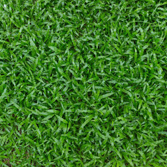 Fototapeta na wymiar green grass turf
