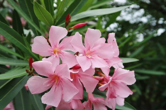 夾竹桃 Stock Photos And Royalty Free Images Vectors And Illustrations Adobe Stock