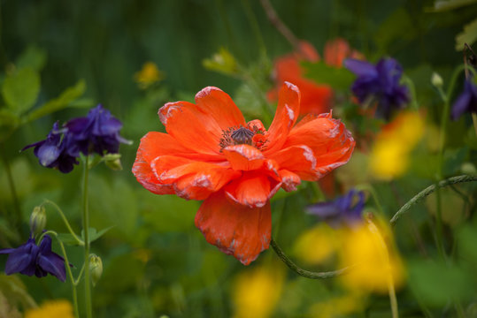 Fototapeta Meadow with big red poppy and wildflowers
