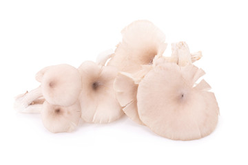 Mushroom on white background.