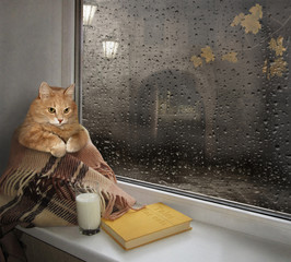 A cat on a windowsill.