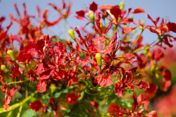 Delonix Regia flowers