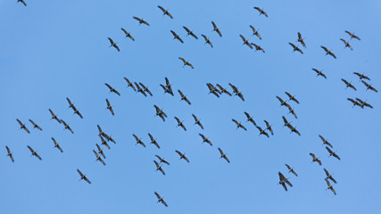 Flock of Sandhill Cranes