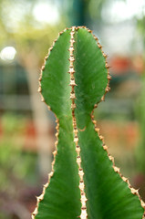 Big cactus with yellow round thorns close up
