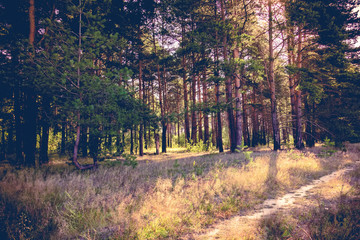 Morning in the Pine Forest Retro