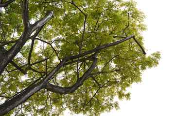 tree and green leaf