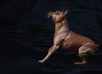 Dog breed miniature Pinscher on a dark background.