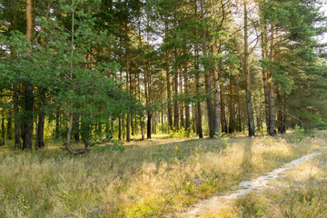 Morning in the Pine Forest