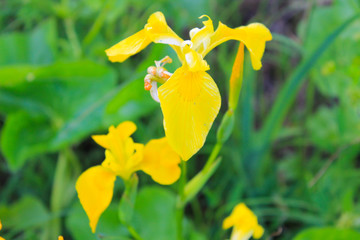 Wild yellow iris flowers