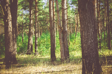 Obraz premium Pine Forest in the Morning Filtered