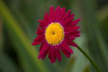Floral background with one red daisy.