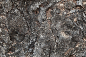Tree bark texture background