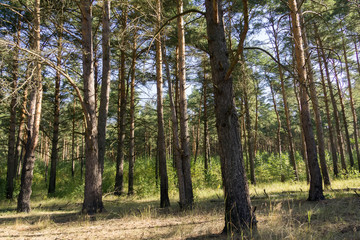 Fototapeta premium Pine Forest in the Morning