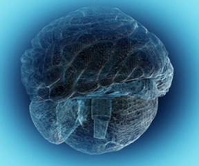 human brain 1