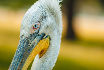 Pelican portrait
