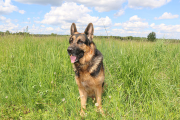 Dog german shepherd on the field in summer day
