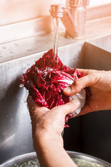 Man's hands wash radicchio. Red cabbage under water flow. Ingredient for an organic breakfast. Healty nutrition means a lot.