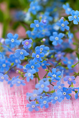 Forgetmenot flowers on wooden surface