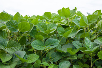 Soybean field