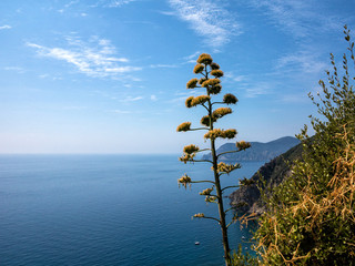 Obraz premium 5terre