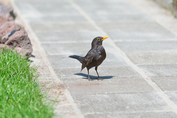 Blackbird on garden path