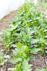 Green leaves of calla flower in the greenhouse