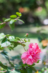 Rose flower so beautiful in nature