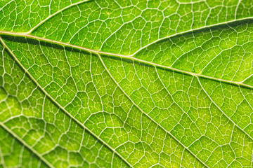 Naklejka na ściany i meble Close-up of green leaf