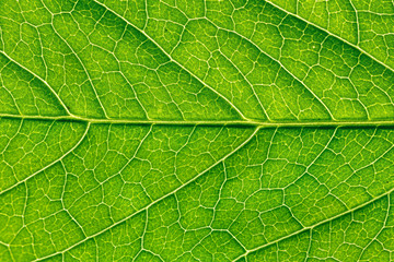 Obraz na płótnie Canvas Close-up of green leaf
