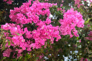 blooming bougainvillea : Colorful Paper flower