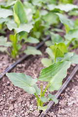 Green leaves of calla flower in the greenhouse