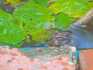 tropical toad or frog