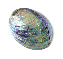 A shiny mother of pearl sea shell, isolated on a white background